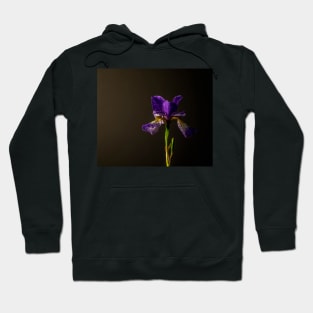 Purple Siberian iris still life Hoodie